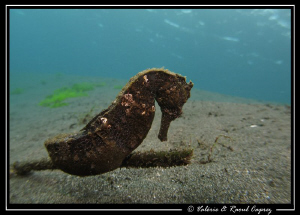 Seahorse's perspective (Hippocampus mohnikei) by Raoul Caprez 